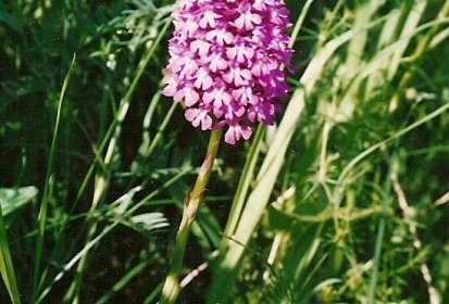 orchidée 1