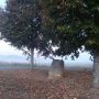 arbres