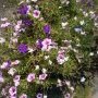 jardinière
