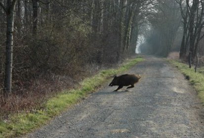 sanglier