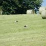 cigogne-5