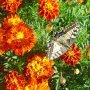 Papillon2