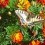 Papillon3