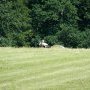 cigogne-4