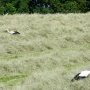 cigogne-1