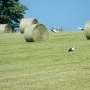 cigogne-6