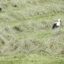 cigogne-2