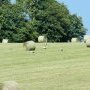 cigogne-8